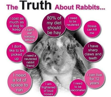 The Truth About Rabbits As Pets