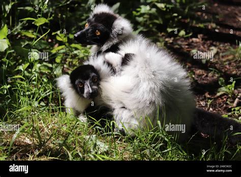 Female Black And White Ruffed Lemur And Baby Primrose Varecia Variegata