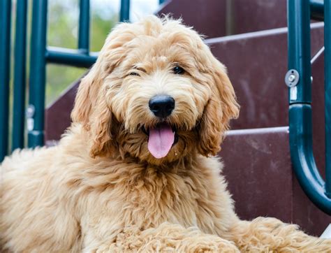 The first step to grooming a goldendoodle is to gather the necessary tools. How To Groom A Goldendoodle - Timberidge Goldendoodles