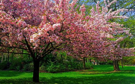 Hd Wallpaper Earth Spring Alley Blossom Park Pink Flower Sakura