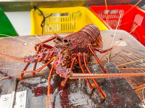 christmas special coles drops lobster prices for 20 perthnow