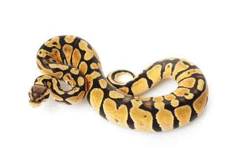 The 5 Best Small Pet Snakes For Beginners Keeping