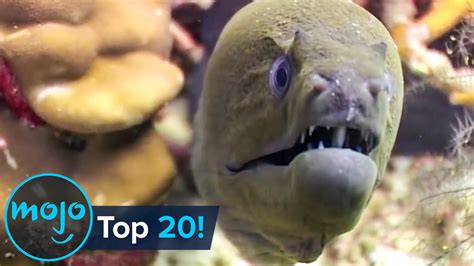 Top 10 Most Dangerous Ocean Creatures In The World Sophisticated Bitch