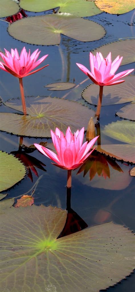 Lotus Flower Images Full Hd Wallpaper Best Flower Site