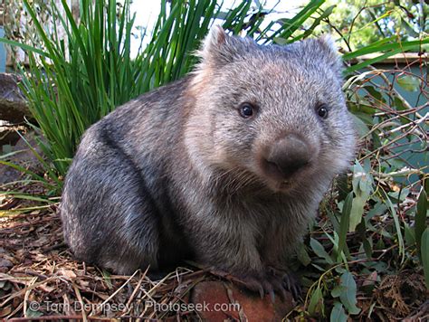 Wombats Archives Animal Facts For Kids Wild Facts