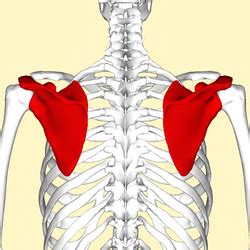 Pressure over in addition, the posterior neck muscles may be damaged during the hyperflexion phase. Sports Physiotherapy : Scapula Dyskinesia