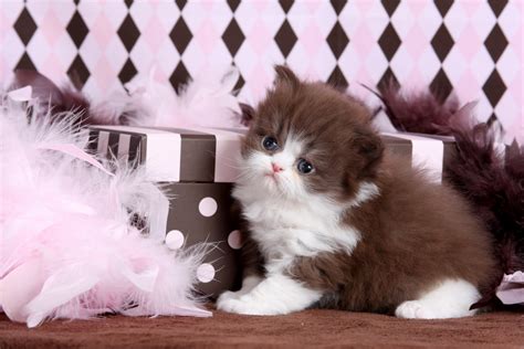 Dhgate.com provide a large selection of promotional baby cats romper on sale at cheap price and excellent crafts. Tiny Tots - Birth & Beyond - Newborn Baby Kittens ...