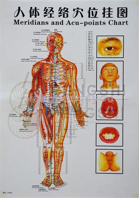 meridian acupuncture acupuncture points chart acupuncture needles accupuncture anti aging