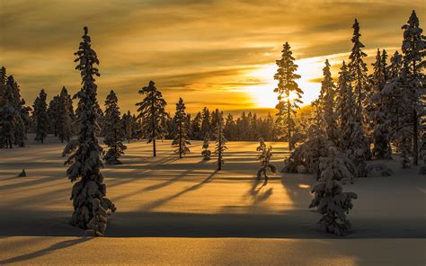 Download Wallpaper 3840x2400 Winter Snow Fir Tree Trees Sunset 4k