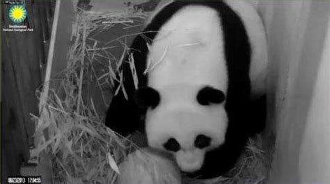 Giant Panda Gives Birth At Us National Zoo
