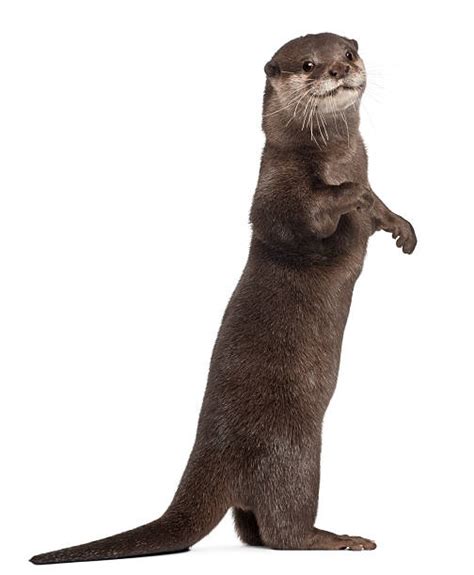 Otter Stock Photos Pictures And Royalty Free Images Istock