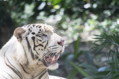 White Tiger Free Stock Photo Public Domain Pictures