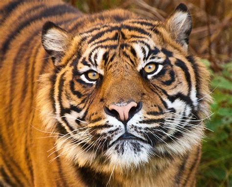 Hd Wallpaper Brown Tiger Face Eyes Predator Animal Wildlife