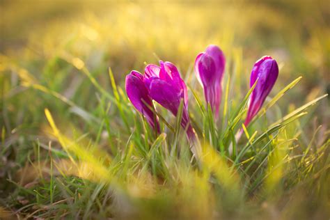 1280x720 Resolution Purple Crocus Flowers Plants Flowers Crocus