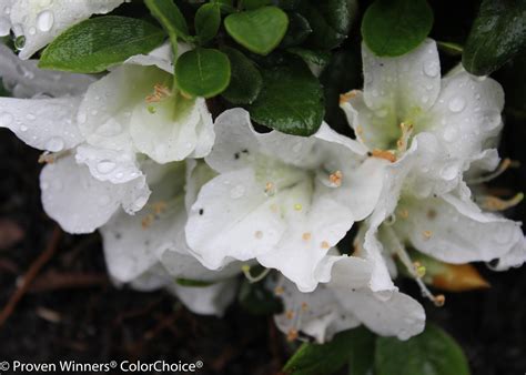 Bloom A Thon White Azalea Shrubs Plant Addicts