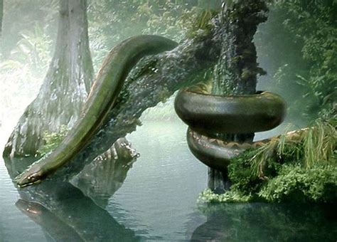 13 Mejores Imágenes De Anaconda En Pinterest Serpientes Anfibios Y