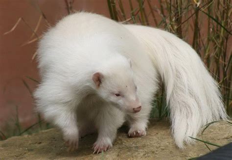 Albino Tamandua Rare Albino Animals Albino Animals Animals