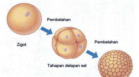 Dalam perkembangannya, embrio dibantu oleh kantung kuning telur pada hari pertama, selama inkubasi selama 16 jam, tanda pertama diketahui adalah embrio ayam dan 4. farihsido: Tahap-Tahap pembelahan zigot