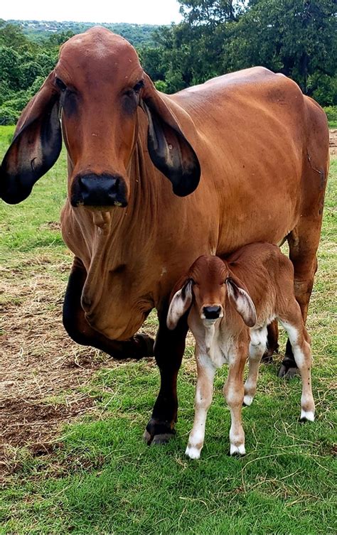 The brahman breed originated from bos indicus cattle originally brought from india. Polled Brahman Cattle - Lambert's Ranch - Polled Brahmans
