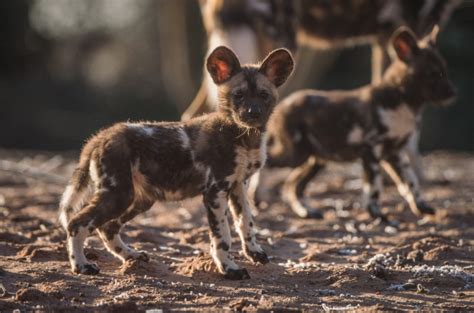 Playful African Painted Dog Pups Make Their Debut Zooborns