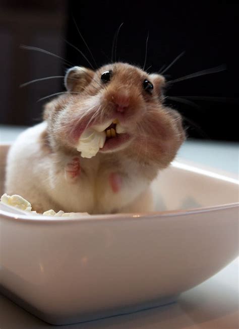 15 Adorable Hamster Photos That Make Your Day Better In 2020 Funny Animal Pictures Funny