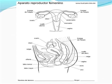 Aparato Reproductor Femenino Para Colorear Con Nombres Aparato