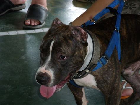 It ranked second in asia. American Bully in Malaysia | Just another WordPress.com weblog