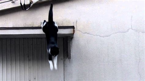 Cat Which Jumps Down 飛び降りる猫 Youtube