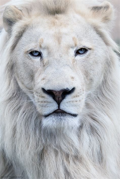 Sco1622 White Lion At Wildlife Heritage Foundation Uk © Flickr