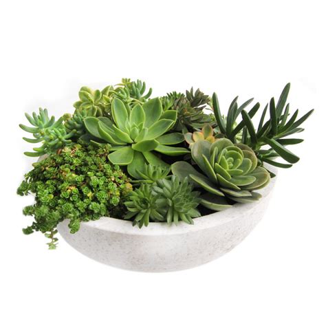 Succulents can make a wonderful addition to any home garden. LARGE SUCCULENT BOWL "WALT GRACE" IN WHITE OR BLACK ...