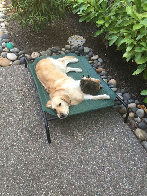 Pinterest | Golden retriever, Retriever, Animals