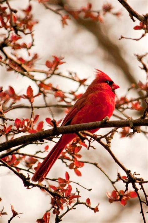 Cardinal A Sign From Heaven Beautiful Birds Bird Pictures Pretty
