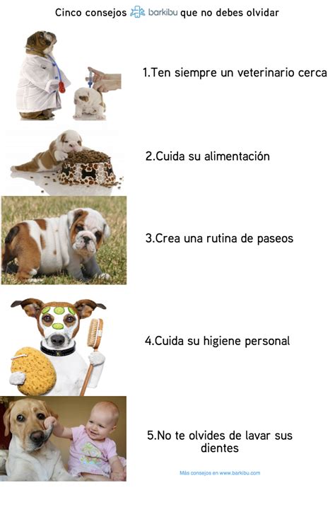Cinco Consejos Para Cuidar Mejor De Tu Mascota Barki News Español