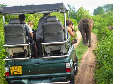 Best Safari In Sri Lanka Yala Versus Udawalawe Nomadic Boys