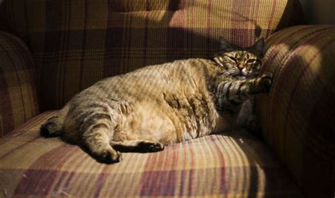Cats And Dogs Are Piling On The Pounds By Dieting On Takeaways And