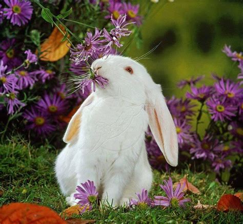 So Cute Rabbit 1080p Hd Wallpaper And Images Hd Wallpapers And Images