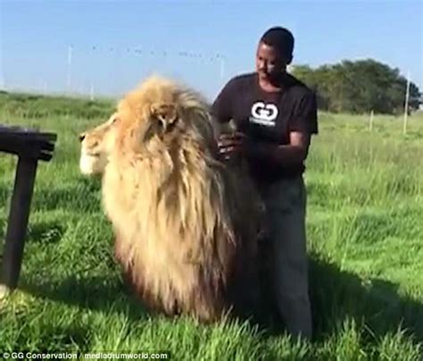 Amazing Moment Conservationist Strokes Fully Grown Male Lion