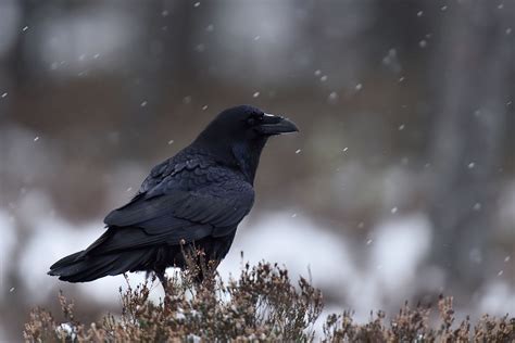 wild profile meet the common raven cottage life