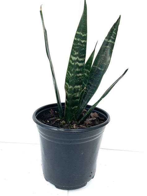 Home And Hobby Floral And Garden Crafts Sansevieria Trifasciata U2018black