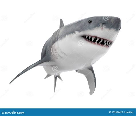 Great White Shark Isolated Stock Illustration Illustration Of