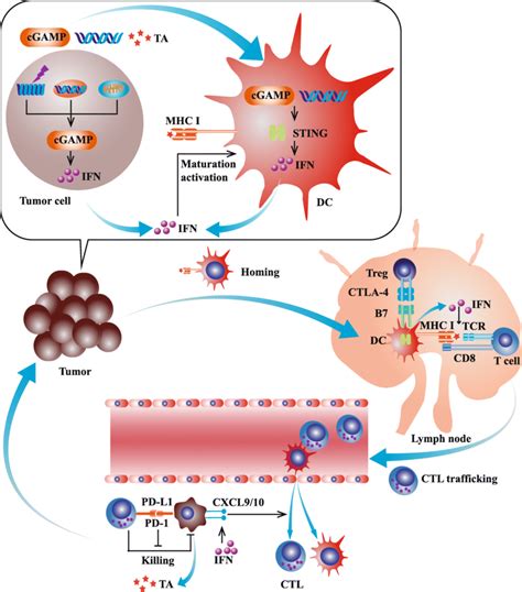 The Role Of Cgas Sting Pathway In Anti Tumor Immunity The Cgas Sting