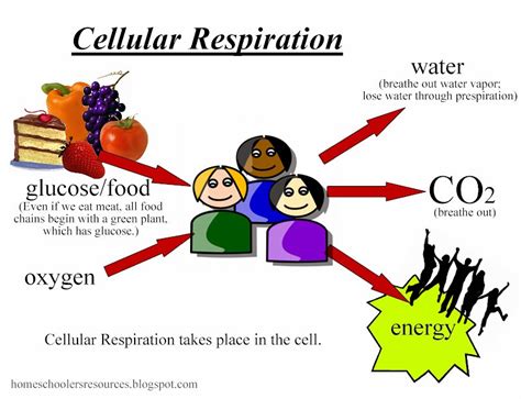 Every machine needs specific parts and fuel in order to function. Grade 9 Science: Nov. 25 - Energy Flow, Food Webs and ...