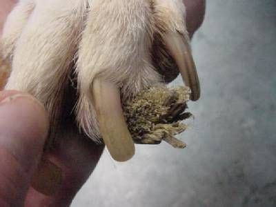 Carpal arthrodesis is the surgical elimination of joint motion and, ultimately, bony fusion of joint surfaces. hyperkeratosis in dogs | Hello, My dog began growing what ...