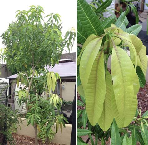 val carrie mango grow guide tropical tree guide