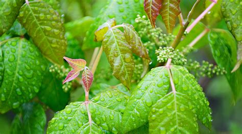A poison ivy vine can creep up a tree and sometimes this kills the tree. Get Rid of Poison Ivy, Poison Sumac, and Poison Oak