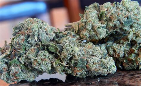 Dry herbs our business is northern lights marijuana dry herb sales. Northern Lights Marijuana Strain (Review)