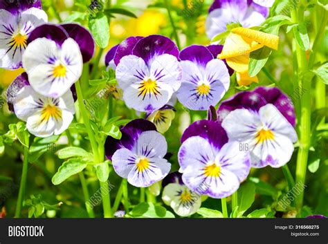 Garden Pansy Purple Image And Photo Free Trial Bigstock