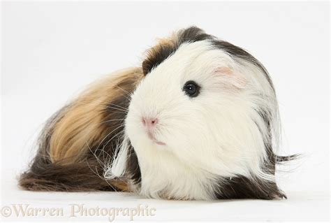 Long Haired Guinea Pig Photo Wp29525