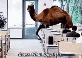 Two and a half days are done and two and a half days are before weekend. Humpday Guesswhatday GIF - Humpday Guesswhatday - Discover ...