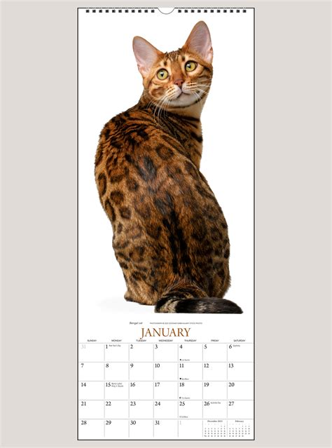 2024 Cats Vertical Wall Calendar Shop The Gladstone Media Official Store